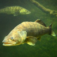 Jig / Ešerių ir Starkių žvejyba