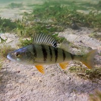 SULS / Microjig Ešerių žvejyba