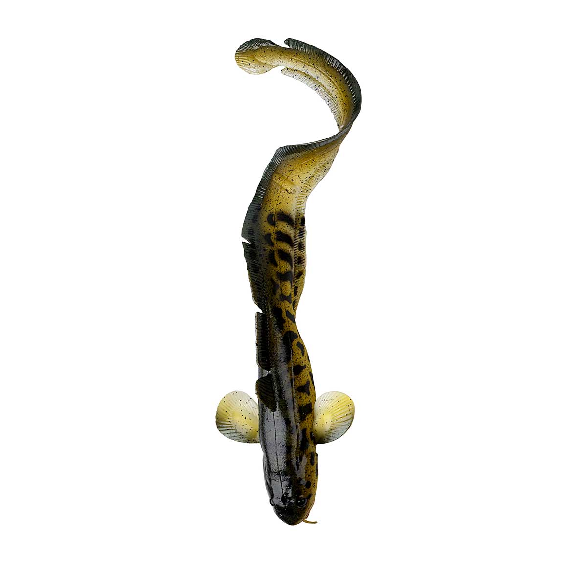 Burbot