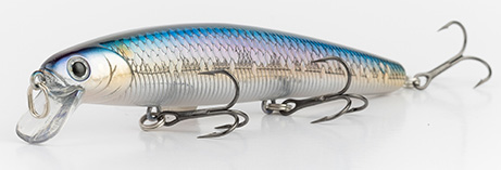 American Shad