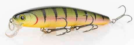 Northern Yellow Perch