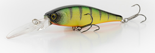 Gold Skin Perch